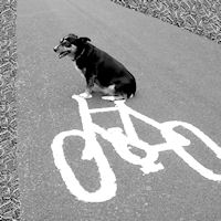 Landmark Insights: dog on bicycle
